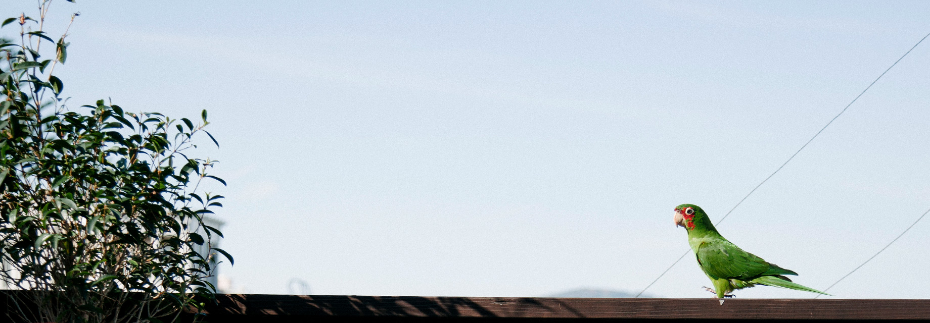 Header image for Filbert Street